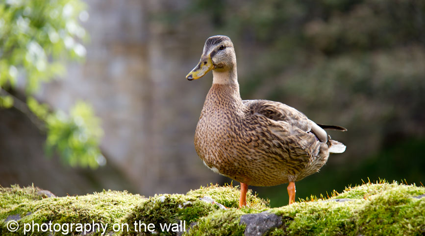 Mallard Female in Sunlight by the river at Kettlewell, Yorkshire. 90cmx60cm